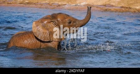 Baby African Elephant Loxodonta africanus an einem Wasserloch im Tsavo National Park in Kenia Stockfoto