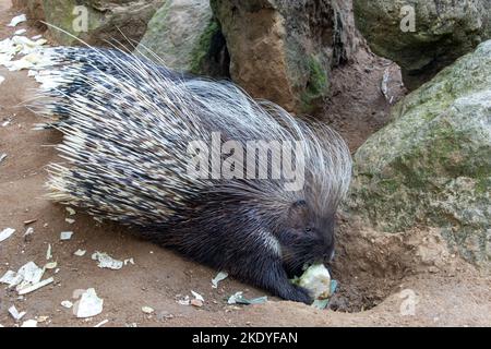 Das Kapschwein (Hystrix africaeaustralis) ernährt sich von Gemüse Stockfoto