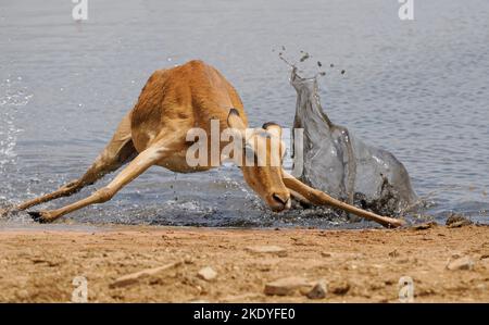 Impala Aepyceros melampus rutscht an einem Wasserloch im Tsavo National Park Kenya Stockfoto