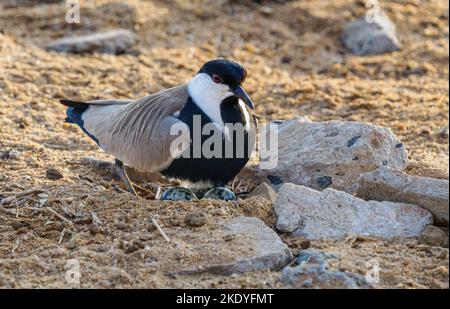 Spornflügeliger Liebhaber von Kiebitz-Vanella spinosus an seinem Nest an einem Wasserloch im Tsavo East National Park Kenya Stockfoto