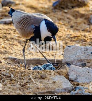 Spornflügeliger Liebhaber von Kiebitz-Vanella spinosus an seinem Nest an einem Wasserloch im Tsavo East National Park Kenya Stockfoto