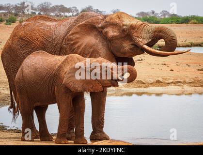 Die afrikanische Elefantin Loxodonta africanus und ihr junges Kalb, das an einem Wasserloch im Tsavo-Nationalpark Kenia trinkt Stockfoto