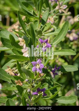 Der Herzog von Argyll's Tea Plant - Goji Berry - Chinese Tea Plant oder Matrimony Vine Lycium barbarum, das in Sanddünen an der Küste von Somerset wächst Stockfoto