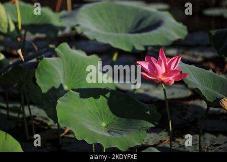 228 Rosa Lotusblume -Nelumbo nucifera- wächst an den Rändern von Yellow Water-Ngurrungurrudjba Billabong. Kakadu-Australien. Stockfoto