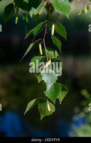 Junge Birkenblätter gegen Wasser im Teich. Stockfoto