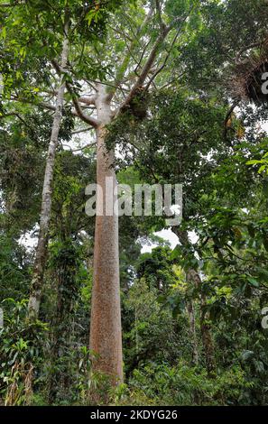 251 hohe Queensland Kauri Pine im Barron River Gebiet. Kuranda-Australien. Stockfoto