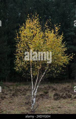 Junge Birke in schönen Herbstfarben auf einer Heide vor dem Hintergrund eines dunklen Pinienwaldes Stockfoto