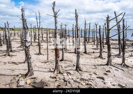 Ein Stand von alten toten Skelettbäumen, die durch fallende Wasserstände infolge schwerer Trockenheit im Colliford Lake Reservoir auf Bodmin Moor in C freigelegt wurden Stockfoto