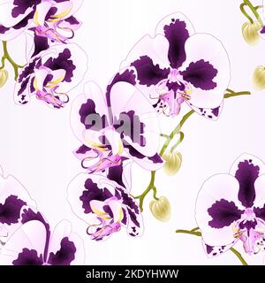 Nahtlose Textur Stamm Orchidee Phalaenopsis mit Punkten lila und weißen Blüten und Knospen tropischen Pflanzen auf einem weißen Hintergrund vintage Vektor botanica Stock Vektor