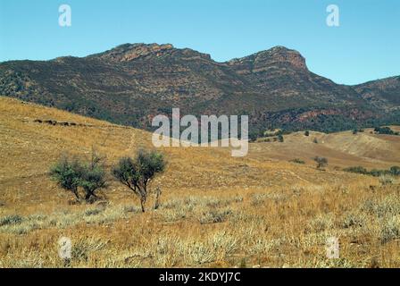 Australien, Kängurus in der Flinders Range Stockfoto