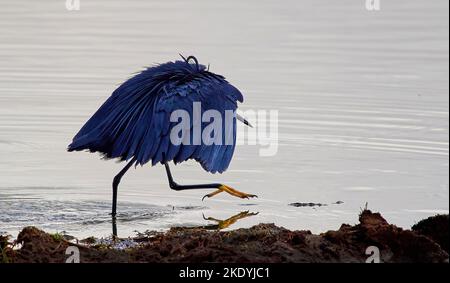 Black Heron oder Egret Egretta ardesiaca verwenden ihre Flügel, um das Wasser beim Angeln an einem Wasserloch im Tsavo National Park Kenya zu beschatten Stockfoto