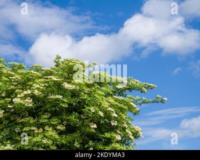 Europäische Holunderbeere oder Ältere (Sambucus Negra) blüht im Frühsommer im Südwesten Englands. Stockfoto