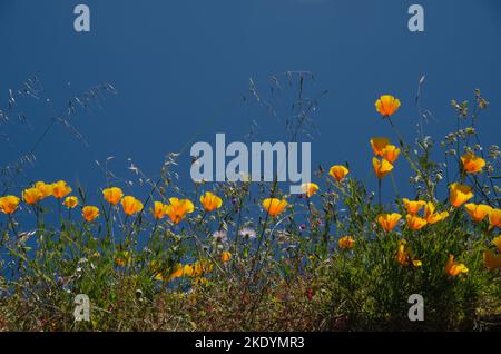 Kalifornischer Mohn Eschschscholzia californica in Blüte. San Mateo. Gran Canaria. Kanarische Inseln. Spanien. Stockfoto