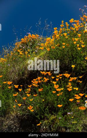 Kalifornischer Mohn Eschschscholzia californica in Blüte. San Mateo. Gran Canaria. Kanarische Inseln. Spanien. Stockfoto