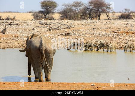 Großer afrikanischer Elefant mit dem Rücken zur Kamera, der aus einem Wasserloch trinkt, während eine kleine Herde von unfokussieren Zebras auf der anderen Seite trinkt Stockfoto