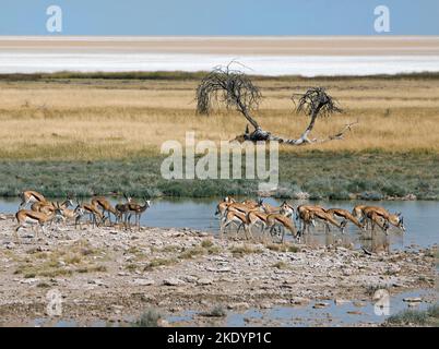 Springbok trinkt aus dem Salvadora-Wasserloch am Rande der Etosha-Pfanne, mit der riesigen flachen Salzpfanne in der Ferne Namibia Stockfoto