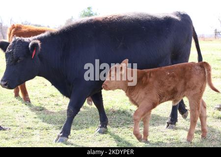 Ein Paar niedlicher Mutterkuh und Kalb, die gemeinsam auf einem Feld grasen Stockfoto