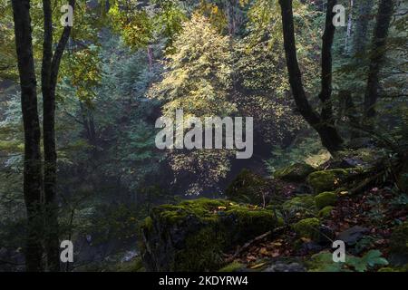 Misty Autumn Woodland, Ariège, Pyrenäen, Frankreich Stockfoto