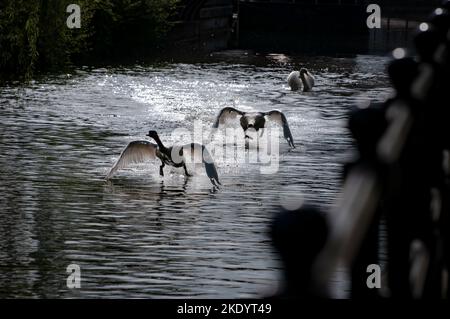 A scenic view of three mute swans taking off from the surface of a river Stockfoto