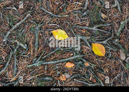 Zusammenfassung einer Mischart Waldboden mit Wurzeln, Schotten Tannenzapfen und Nadeln, zusammen mit Laub Buche Blätter und Beach Mast Seeds, Teesdale, Stockfoto