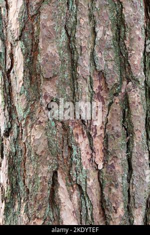 Schotten Kiefer Baum (Pinus sylvestris) Bark mit Lichen wächst darauf, Großbritannien Stockfoto