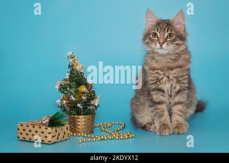 Graues Kätzchen sitzt auf blauem Hintergrund neben Weihnachtszubehör Stockfoto