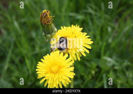 Hummel auf einem Dandelion Nahaufnahme Stockfoto