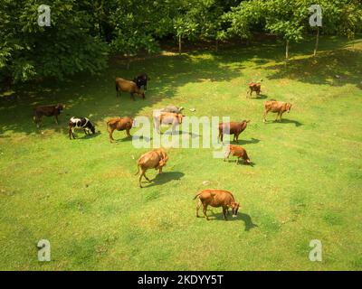 Kühe grasen auf einem Feld mit grünem Gras auf einem Bauernhof. Drohnenansicht eines Feldes, auf dem rote Kühe grasen und grünes Gras fressen, um frische Milch zu machen. Stockfoto