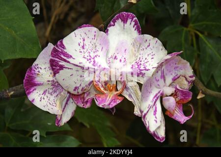 Orchidee blüht Stockfoto