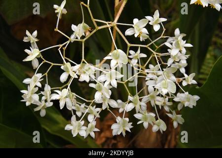 Weiße Orchideenblüte, Orchidaceae-Pflanze Stockfoto