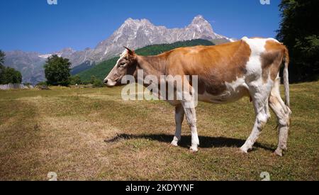 Nahaufnahme einer wunderschönen weiß-roten Kuh, die an einem sonnigen Tag auf einer Wiese vor dem Hintergrund der Berge grast, sieht weg, Kopierfläche Stockfoto