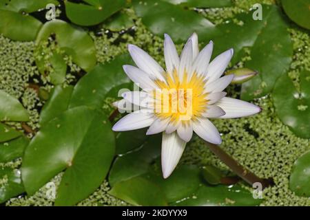 Seerose, Nymphaea, in einem Süßwasserteich. Stockfoto