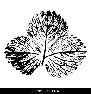 Blattdruck mit Tinte. Für Entwürfe über Natur, Pflanzen, Leben. Schwarz isoliert auf Weiß Stockfoto