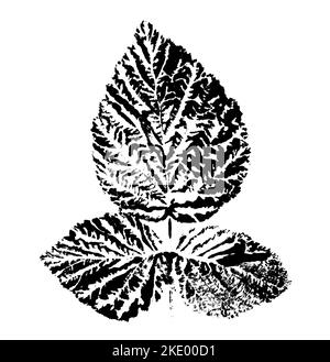 Blattdruck mit Tinte. Für Entwürfe über Natur, Pflanzen, Leben. Schwarz isoliert auf Weiß Stockfoto