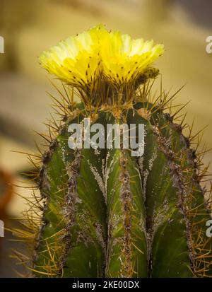 Nahaufnahme eines blühenden Kaktus mit Bischofsmütze (astrophytum ornatum) Stockfoto