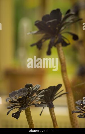 Eine vertikale Aufnahme einer vollständig blühenden irischen Rose (aeonium arboreum) blüht Stockfoto