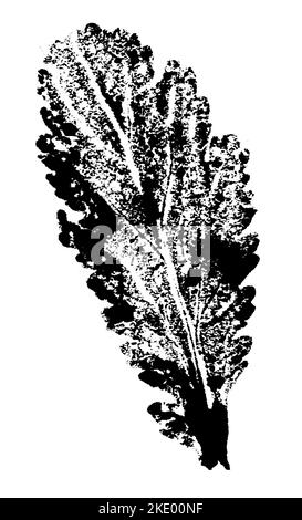 Blattdruck mit Tinte. Für Entwürfe über Natur, Pflanzen, Leben. Schwarz isoliert auf Weiß Stockfoto