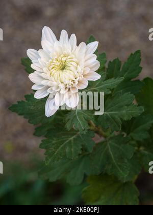 Nahaufnahme der cremeweißen Chrysantheme indicum Blume, die im Freien im Garten auf natürlichem Hintergrund isoliert blüht Stockfoto