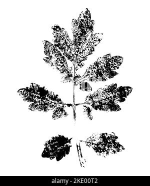 Blattdruck mit Tinte. Für Entwürfe über Natur, Pflanzen, Leben. Schwarz isoliert auf Weiß Stockfoto
