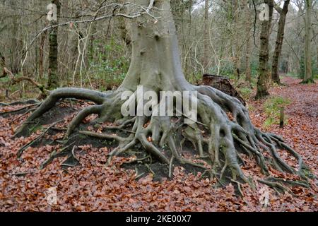 Das verbreitete Wurzelsystem der Buche im Herbstwald Stockfoto