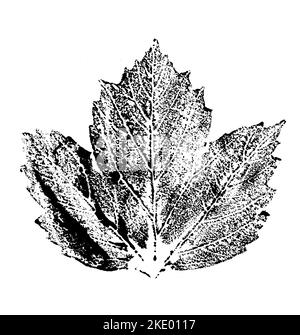 Blattdruck mit Tinte. Für Entwürfe über Natur, Pflanzen, Leben. Schwarz isoliert auf Weiß Stockfoto