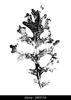 Blattdruck mit Tinte. Für Entwürfe über Natur, Pflanzen, Leben. Schwarz isoliert auf Weiß Stockfoto
