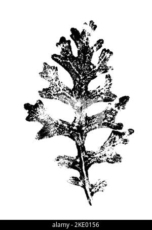 Blattdruck mit Tinte. Für Entwürfe über Natur, Pflanzen, Leben. Schwarz isoliert auf Weiß Stockfoto