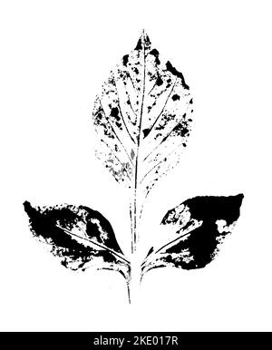 Blattdruck mit Tinte. Für Entwürfe über Natur, Pflanzen, Leben. Schwarz isoliert auf Weiß Stockfoto