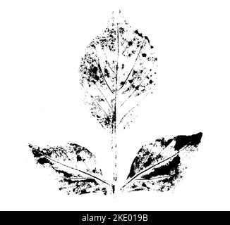 Blattdruck mit Tinte. Für Entwürfe über Natur, Pflanzen, Leben. Schwarz isoliert auf Weiß Stockfoto
