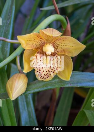 Nahaufnahme von frischen gelben und braunen Blüten und Knospen von Cymbidium Orchideenhybrid, die im Garten blühen Stockfoto