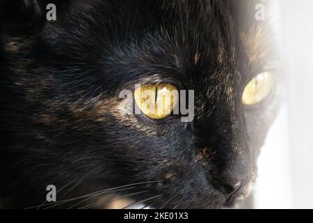 Tortoiseshell-Katze. Niedliche Schildkrötenkätzchen, die auf dem Fensterbrett in der Nähe des Fensters sitzt. Stockfoto