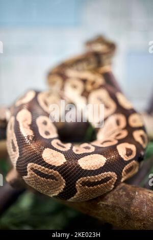 Kugelpython oder Python regius Königspython aus West- und Zentralafrika, Grasland, Shrublands, Wäldern. Kleinste afrikanische Python. Kugelpython-Locken Stockfoto