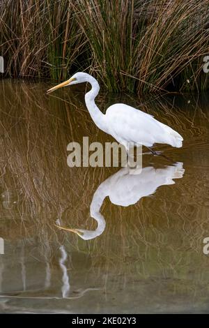 Ein Reiher, der in einem flachen Bach watet und auf Bruny Island, Tasmanien, Australien, nach kleinen Fischen jagt Stockfoto