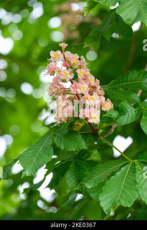 Aesculus × carnea Plantierensis, Aesculus plantierensis, rosa Blütenpferd Kastanienbaum, Damast rote Rosskastanie Stockfoto